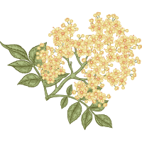 elderflower